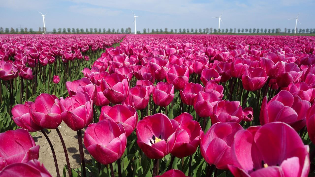 In de ban van de tulp-Afbeelding