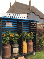 Zonnebloemen 