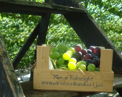 Druivenkwekerij Nieuw Tuinzight