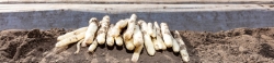 Asperge bedden foto home bewerkt.jpg