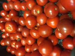 tomaten.JPG