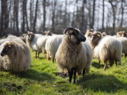 holistisch management met schapen en runderen cursus.jpg