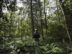 agroforestry en voedselbossen cursus observeren gezonde bossen.jpg