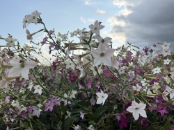 IMG_3813.jpeg