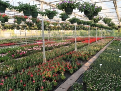 Plantenkwekerij_Eric_Sleutjes_Voorjaar_16.jpg