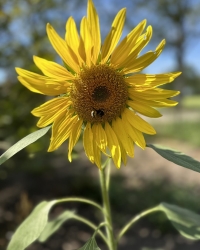 zonnebloem met bij.jpg