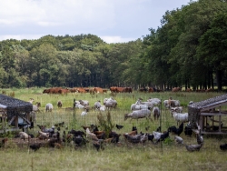 drie soorten vee holistisch management gezonde bodem cursus.jpg
