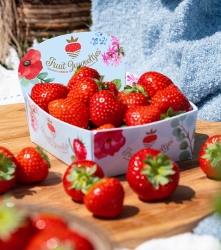 2 Instagram feed aardbeien fruitjuweeltjes schwering aardbeienkwekerij.jpg