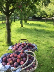 Jam en Zo opal pruimen lokaal fruit streekproduct westfriesland.jpg
