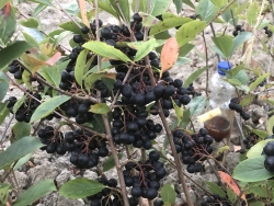 IMG_3570.jpeg