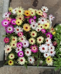 image00001.jpeg