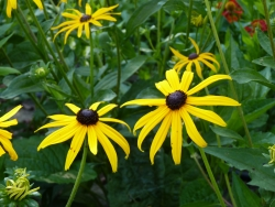 P1020199.JPG