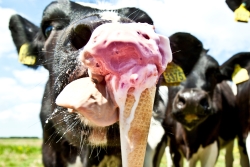 ijsje koe.jpg